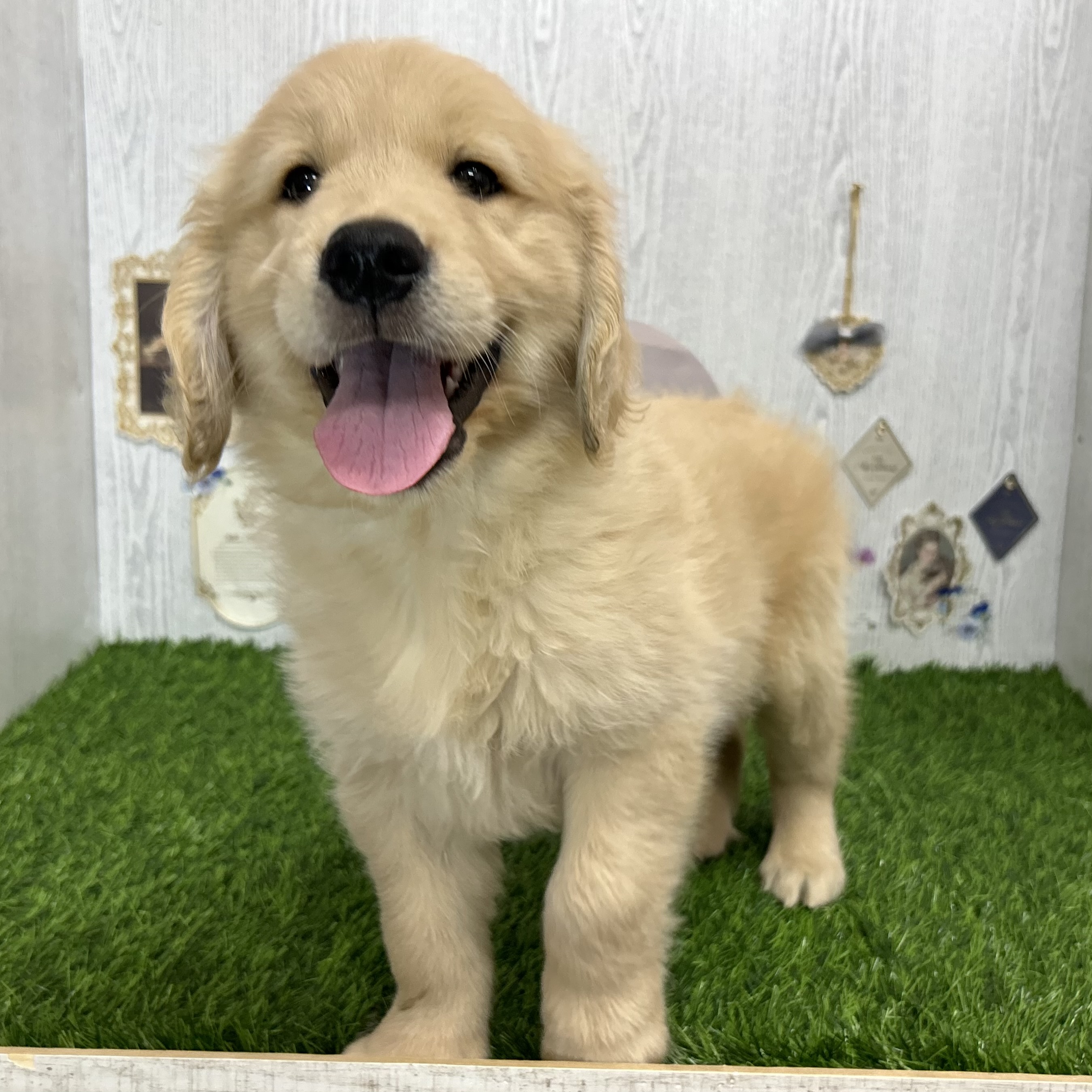 🌟新入り仔犬ちゃんのご紹介🌟 | ペットショップ 犬の家&猫の里